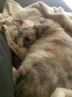 Kimba and Fatty Liver Syndrome Kimba and Fatty Liver Syndrome